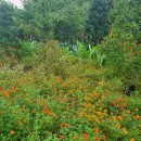 속리산 자생식물원 화장실 | 충북아이랑 보은 속리산테마파크 앵무새가 있는 자생식물원