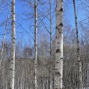 인제목장 이미지