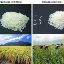 쌀은 우리에게 무엇인가? 이미지