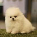 도그마루 강아지 고양이 분양 여주·원주점 이미지