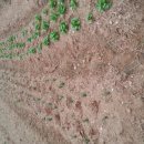 해오름농장 이미지