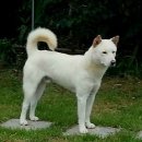 황룡켄넬 이미지