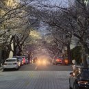 동대신 삼익아파트 | 부산 대신동 삼익아파트 벚꽃 개화 상황 (3월 27일, 28일 방문) – 아직 50%지만 충분히 예쁘다