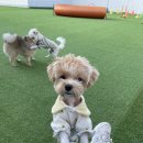 파핑파우 이미지