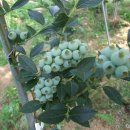 사구농장 이미지