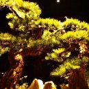 소나무하우스 이미지