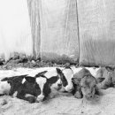 창대목장 이미지