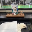 항암 투병중이던 하얀 천사 설기가 무지개다리를 건넜습니다. 이미지