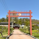 능주향교 은행나무 이미지