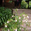 그린토피아 이미지