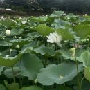 연밭 | 굵고 짧은 곰내 연밭 방문 후기_부산 기장 철마 가볼만한 곳