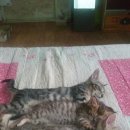 뱅갈냥이 이미지