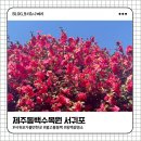 휴식 2 | 서귀포 동백꽃명소 제주동백수목원 2월 후기🌺 3월에 가면 안되는이유 ( 입장료,주차,할인 꿀팁)