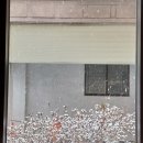 행부맘