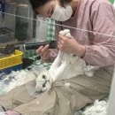 영블리 펫살롱 네이버블로그