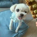 멍꾸기상점 이미지