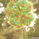 네잎클로버 이미지