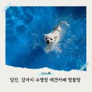 멍블랑 | 당진 애견카페 멍블랑 강아지 운동장 수영장 내돈내산 후기