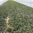 일죽농장 이미지