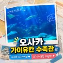 아이와 함께하는 오사카여행 가이유칸 수족관 고래상어 만난 후기