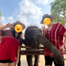 유한회사 굿트래블 | [태국 방콕] 코끼리 보호소 체험, 먹이주기부터 목욕까지 평생 잊지못할 후기
