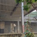 신축호랑이사 네이버블로그