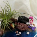 바닷가작은숲 이미지