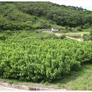 잠실농장 이미지