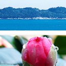 장승포항(지심도 도선) 이미지