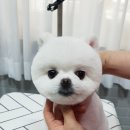 펫살롱케이 이미지