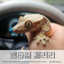 렙타일갤러리