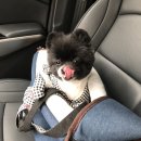 뽀송뽀송강아지미용실 이미지