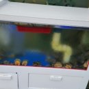 일산정 삼계탕 이미지