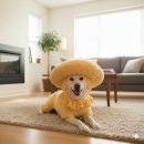 생활속의 우리 옷 | 강아지 버섯 ai 우리 댕댕이 옷이랑 탈 씌우기 프롬프트 공유 후기