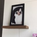 다오동물병원 네이버블로그