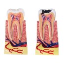 세라믹치과기공소 이미지