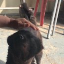 완도동물병원 이미지