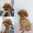 멍뭉이 미용실 이미지