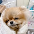 로지동물의료센터 이미지