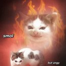 CAT 이미지