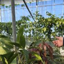 은혜과일 이미지