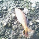 고탄교아래 이미지