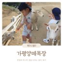 [가평양떼목장] 가평 아기랑 가볼만한 곳, 재방문 후기, 방문꿀팁(주차, 할인, 유모차, 주변 맛집)
