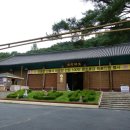 지혜의 나무 이미지