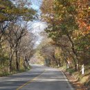 구례장씨선덕비각 이미지