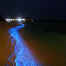 하늘을 걷는 고양이 카페 이미지