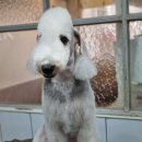 솜솜 애견미용 이미지