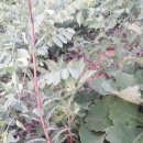 여운머리방 이미지