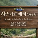 정선하스카프