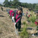 4월 5일 식목일(植木日) Arbor Day 유래 . 이미지